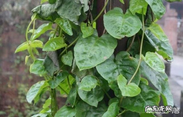 名叫“藤三七”的植物有什么功效和作用？