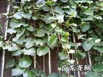 名叫“藤三七”的植物有什么功效和作用？