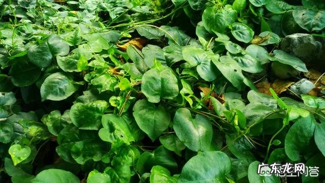 名叫“藤三七”的植物有什么功效和作用?