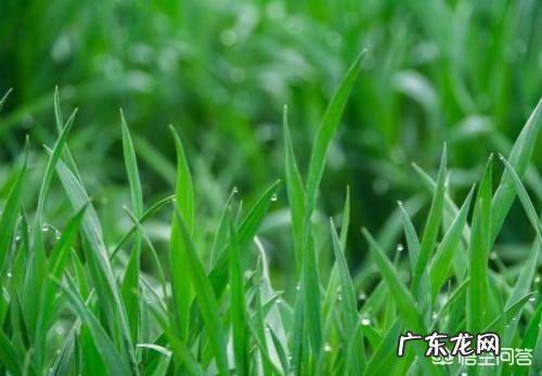 什么时候控制小麦旺长?