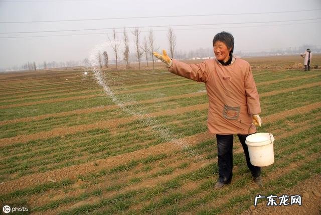 什么时候控制小麦旺长?