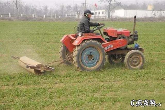 什么时候控制小麦旺长?