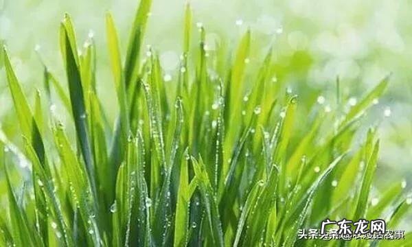 什么时候控制小麦旺长?