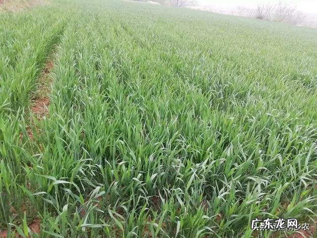 什么时候控制小麦旺长？