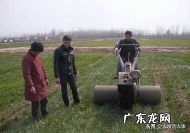 什么时候控制小麦旺长?