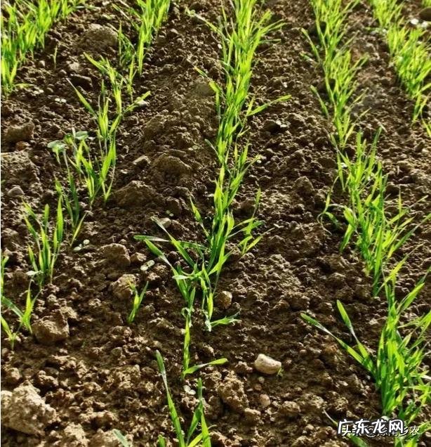 什么时候控制小麦旺长？