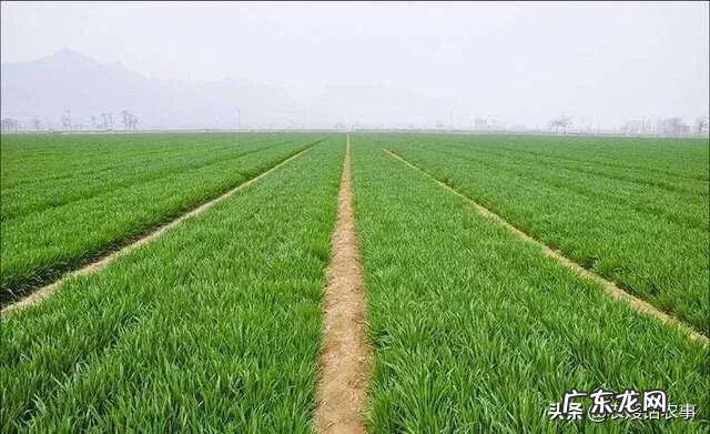 什么时候控制小麦旺长?