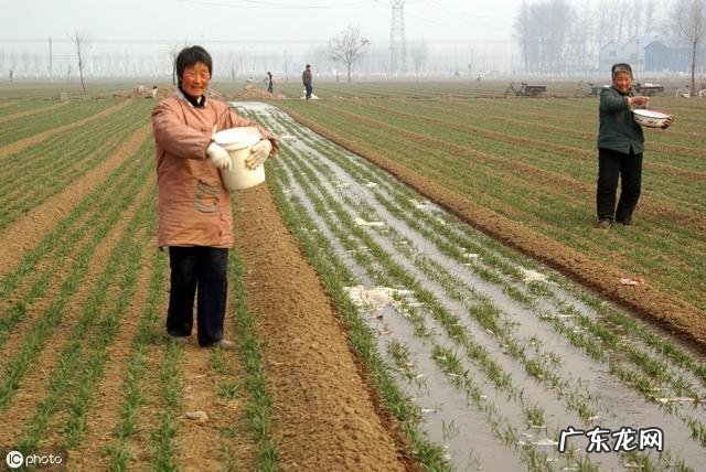 什么时候控制小麦旺长?