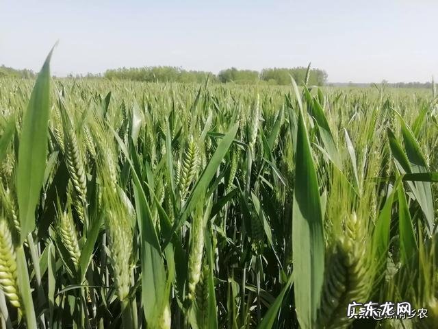 什么时候控制小麦旺长？