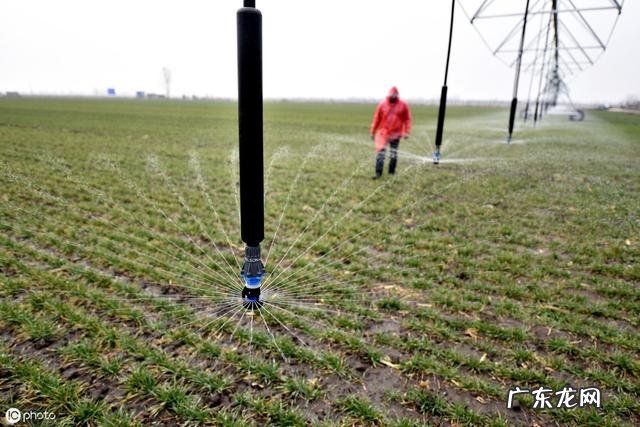 什么时候控制小麦旺长?