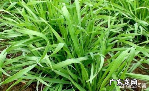 什么时候控制小麦旺长?