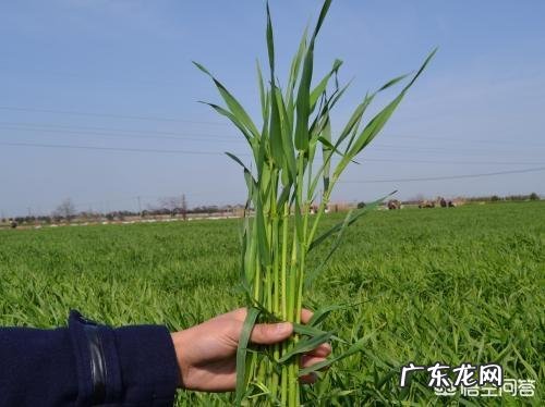 什么时候控制小麦旺长?