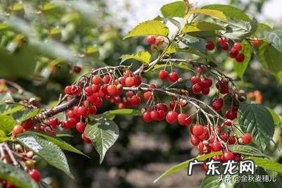 车厘子和樱桃有什么区别?是同一种水果吗?