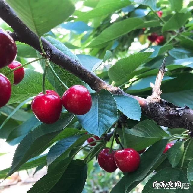 车厘子和樱桃有什么区别?是同一种水果吗?