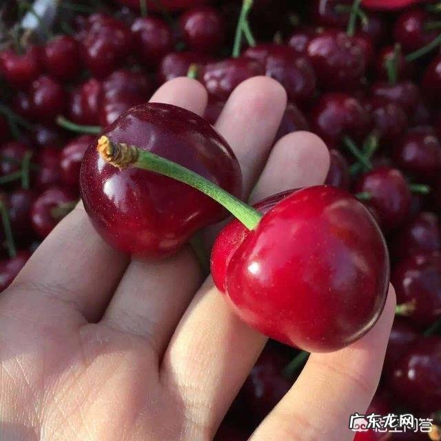 车厘子和樱桃有什么区别?是同一种水果吗?