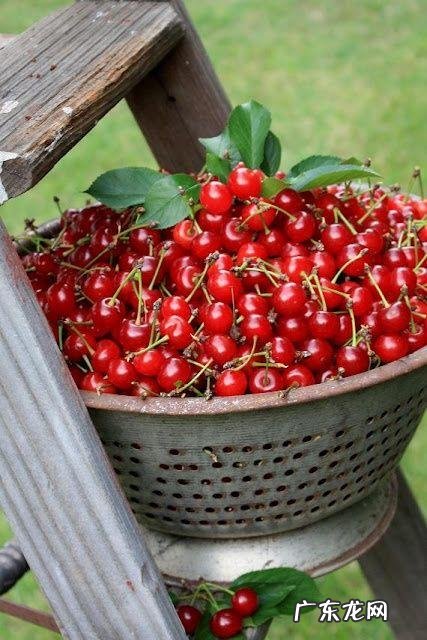 车厘子和樱桃有什么区别?是同一种水果吗?