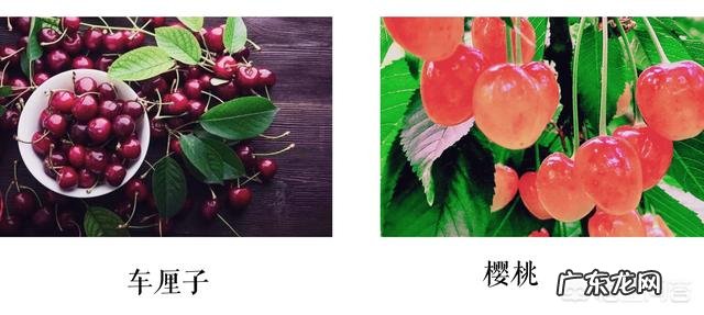 车厘子和樱桃有什么区别？是同一种水果吗？