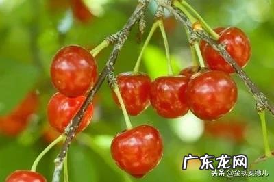 车厘子和樱桃有什么区别？是同一种水果吗？