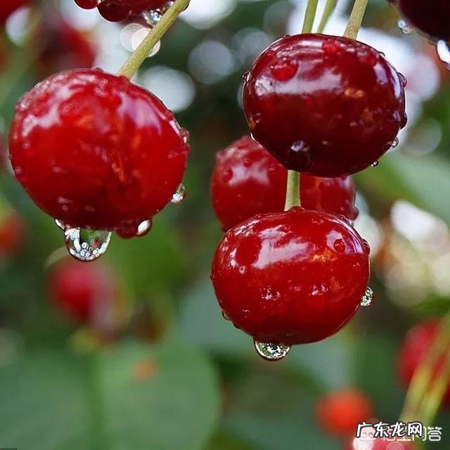 车厘子和樱桃有什么区别?是同一种水果吗?