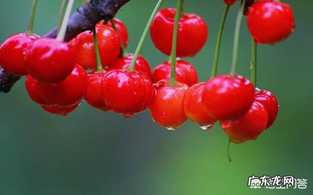 车厘子和樱桃有什么区别？是同一种水果吗？