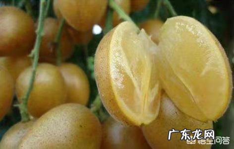 孕妇能吃黄皮果吗,为什么?