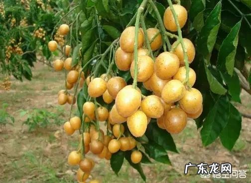 孕妇能吃黄皮果吗,为什么?