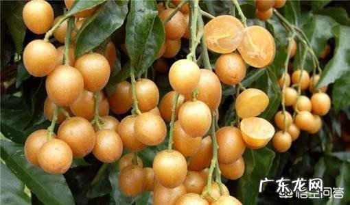 孕妇能吃黄皮果吗,为什么?