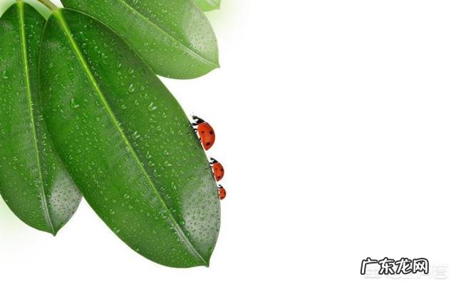 橡皮树“冬剪枝,夏控侧”,你知道是什么意思吗?