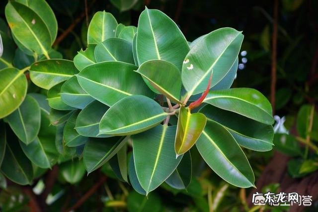 橡皮树“冬剪枝,夏控侧”,你知道是什么意思吗?