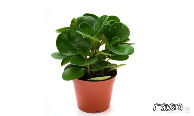 橡皮树“冬剪枝,夏控侧”,你知道是什么意思吗?