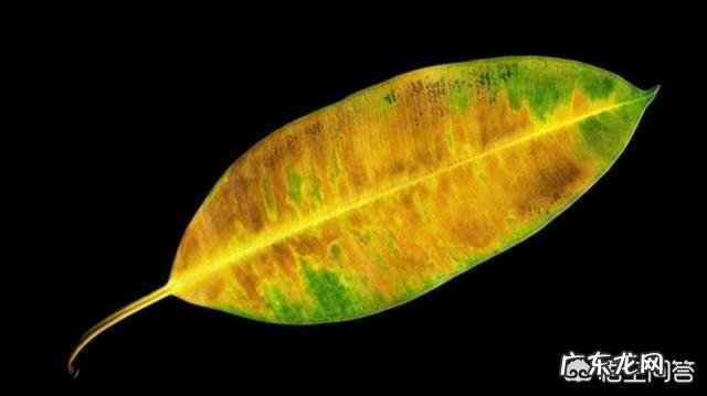 橡皮树“冬剪枝,夏控侧”,你知道是什么意思吗?