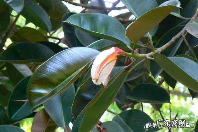 橡皮树“冬剪枝,夏控侧”,你知道是什么意思吗?