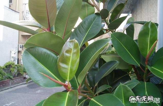 橡皮树“冬剪枝,夏控侧”,你知道是什么意思吗?