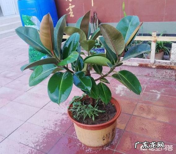 橡皮树“冬剪枝,夏控侧”,你知道是什么意思吗?