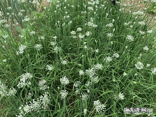 腌制韭菜花怎么做不变色?