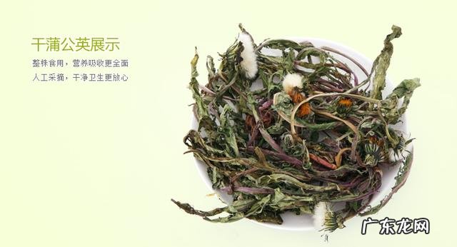长白山特产蒲公英根茶有什么功效吗?