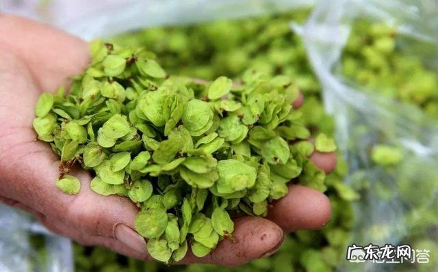 野菜营养价值这么高,为什么没成为人工种植蔬菜的一种?