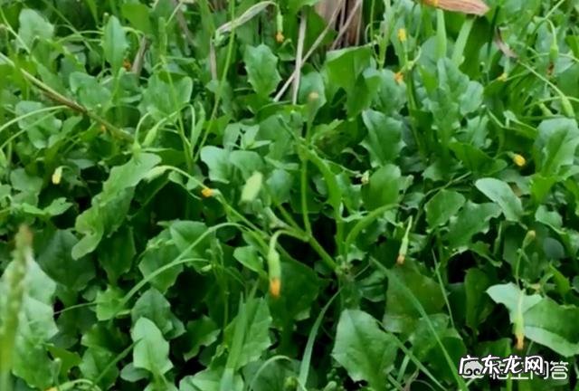 野菜营养价值这么高,为什么没成为人工种植蔬菜的一种?