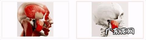 怎样做才能让脂肪脸和肌肉脸瘦下来?