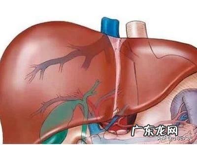 肝不好，有什么异常表现？如何保护肝脏健康？