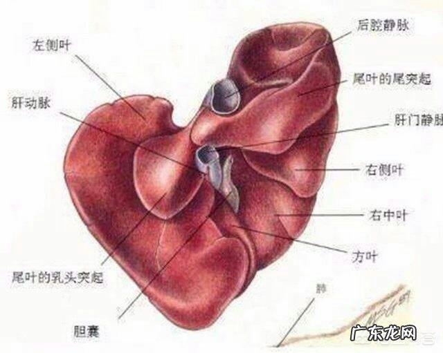 肝不好，有什么异常表现？如何保护肝脏健康？