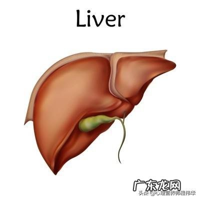 肝不好，有什么异常表现？如何保护肝脏健康？