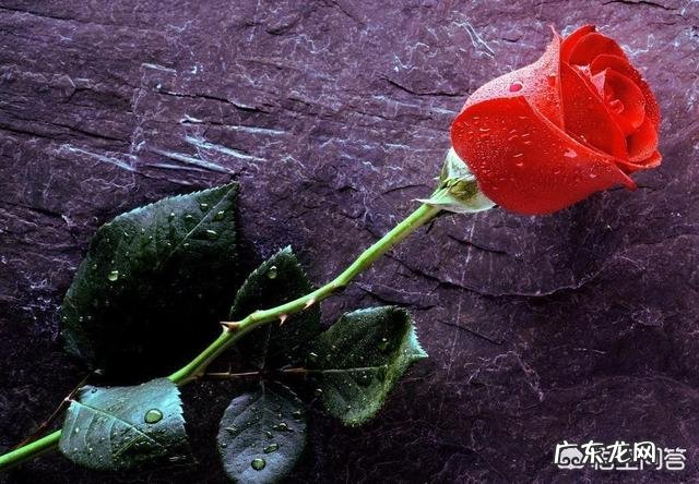 爱情的概念和定义是什么？