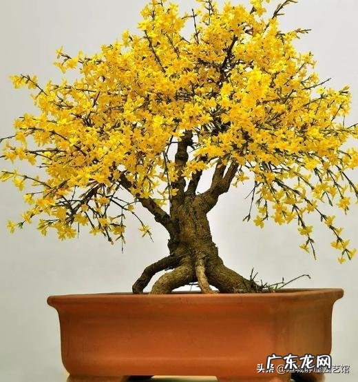 喜欢养花的朋友们,晒晒自己的花花草草欣赏一下可以吗?