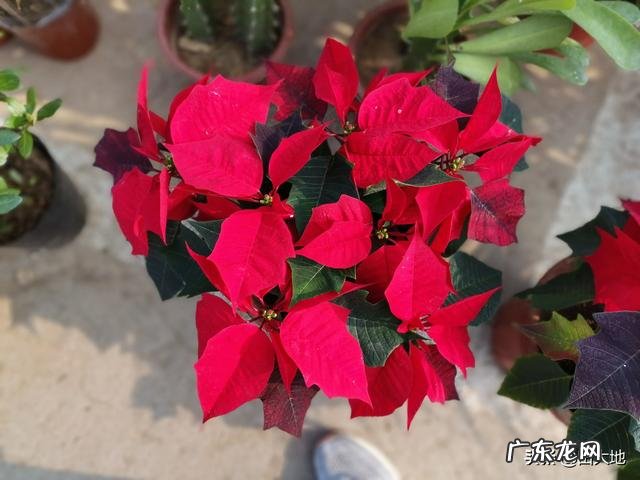 喜欢养花的朋友们,晒晒自己的花花草草欣赏一下可以吗?