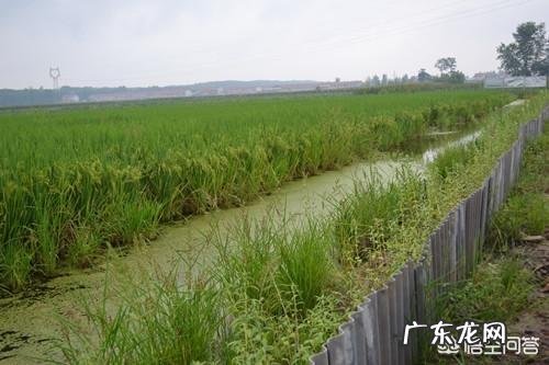 江苏盱眙和湖北潜江,到底哪个地方才是中国小龙虾之都?
