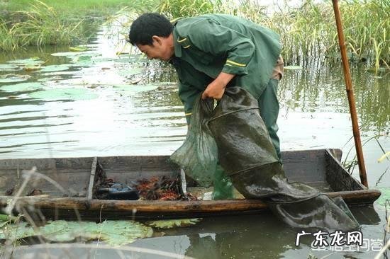 江苏盱眙和湖北潜江，到底哪个地方才是中国小龙虾之都？