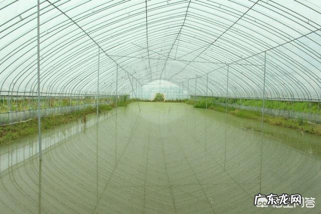江苏盱眙和湖北潜江,到底哪个地方才是中国小龙虾之都?
