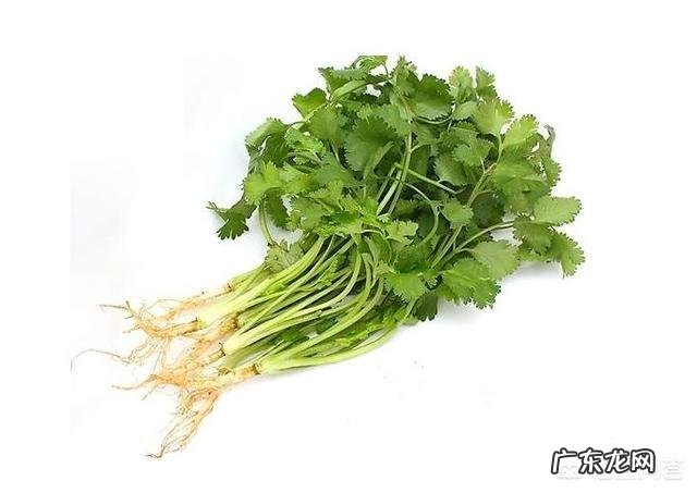 香菜和芹菜的功效一样吗?对身体健康有什么影响?