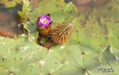 芡实是什么东西